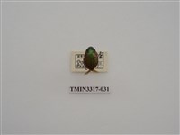 藏品(黃豔金龜)的圖片